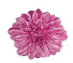 Abyss Habidecor Dahlia Floral Bath Rug